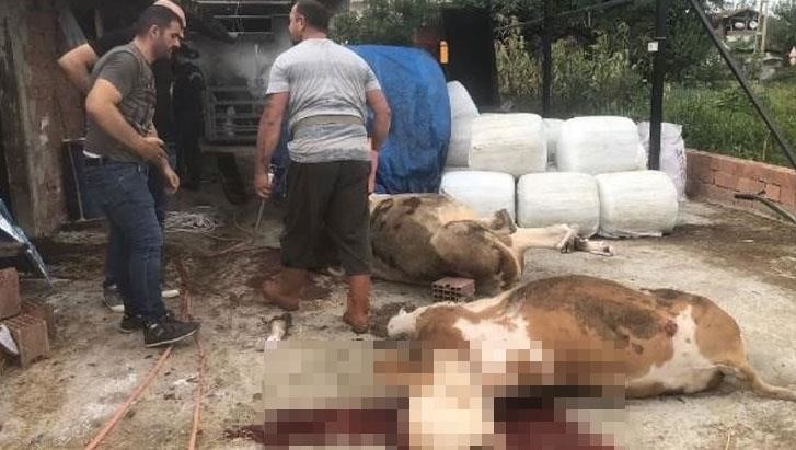 Miras davası: əmisi oğlunu vura bilməyən şəxs inəkləri güllələdi - FOTO