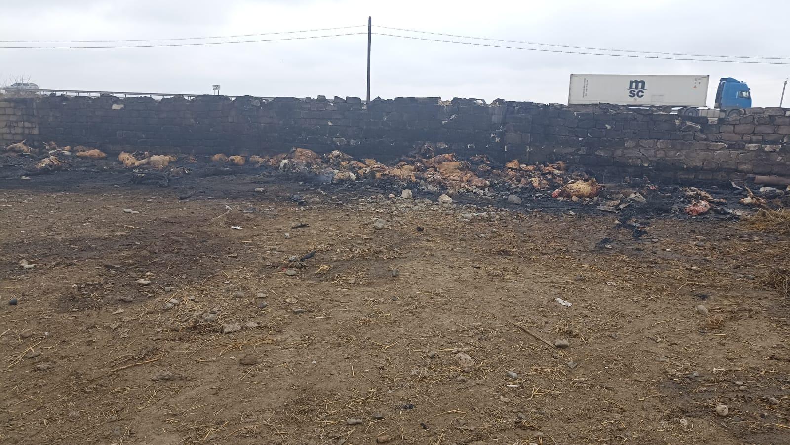 Goranboyda fermanı qəsdən yandıran&nbsp;şəxslər saxlanılıb - FOTOLAR