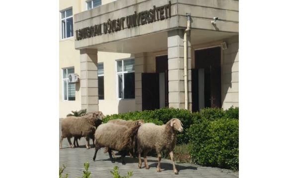 Qoyunlar universitetə gəldi - Azərbaycanda +&nbsp;VİDEO, FOTO