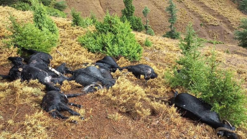 Adanada qəribə olay: ildırım 13 keçini vurub öldürüb