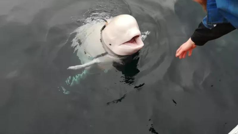 Rus casus balina "Hvaldimir" Norveç sahillərində ölü tapılıb: "Üzərində çoxsaylı yaralar var idi..."