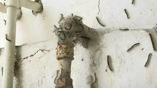 Bakını təhlükəli qurdlar basıb: əhali təşvişdədir, rəsmi qurumlar isə biganəlik edir