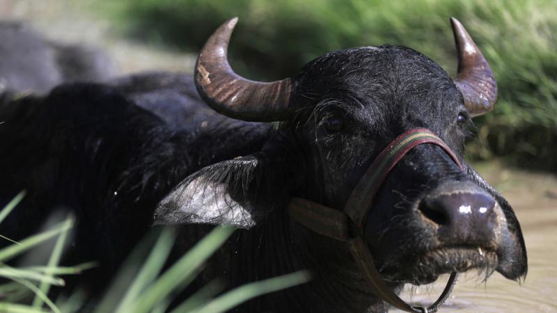 Çin bu ölkələrə qadağa qoyub - SİYAHI