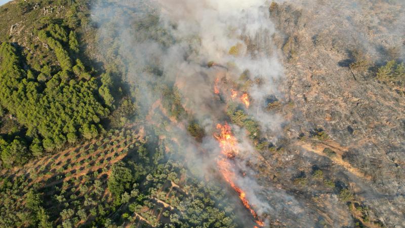 Ağdərədəki meşə yanğını söndürülüb