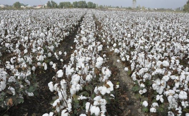 Pambıqçılıqla bağlı yeni fərman verildi