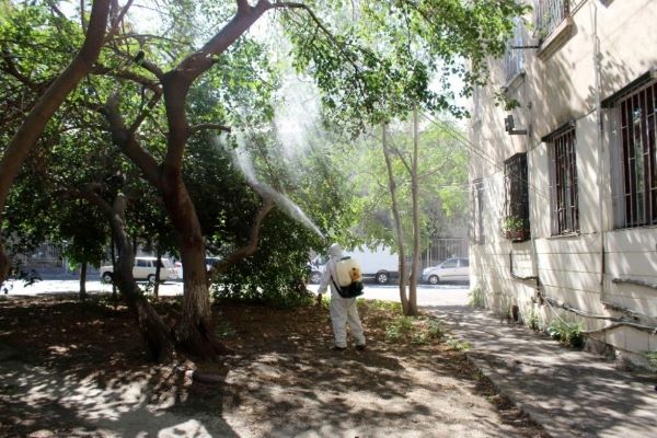 Bakıda ağacları "Ağ Amerika"&nbsp;qurdu basıb - Açıqlama