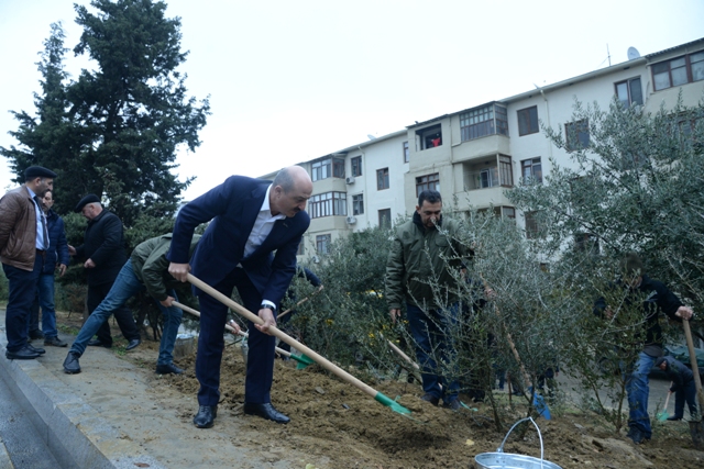 Nəsimi rayonunda iməciliklər davam edir - Rayonda daha 500 zeytun və badam ağacları əkilib + FOTO 