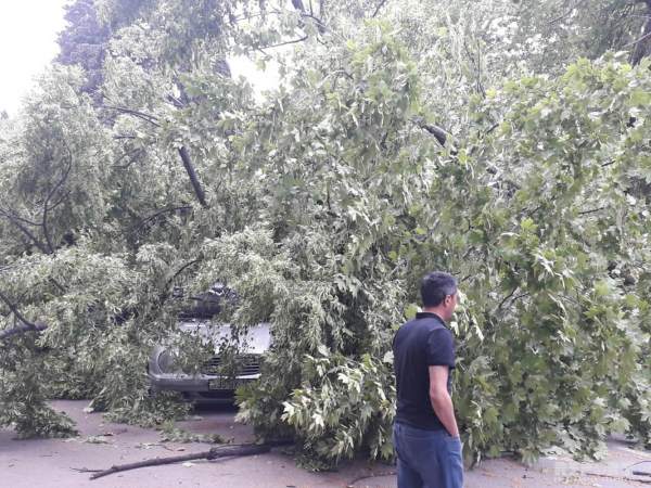 Güclü külək Bakının 6 rayonunda ağacları qırıb
