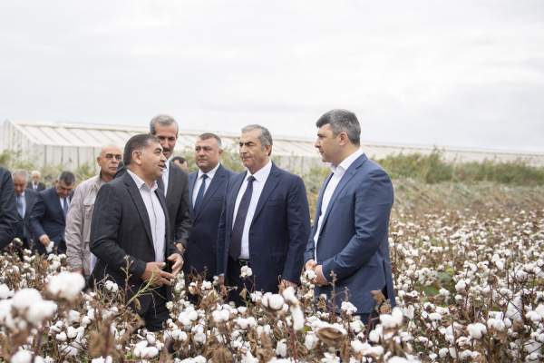 Azərbaycanda pambıq yığımına start verildi