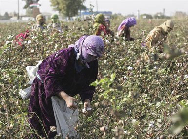 Kənd Təsərrüfatı Nazirliyi pambıq yığımı ilə bağlı açıqlama yaydı