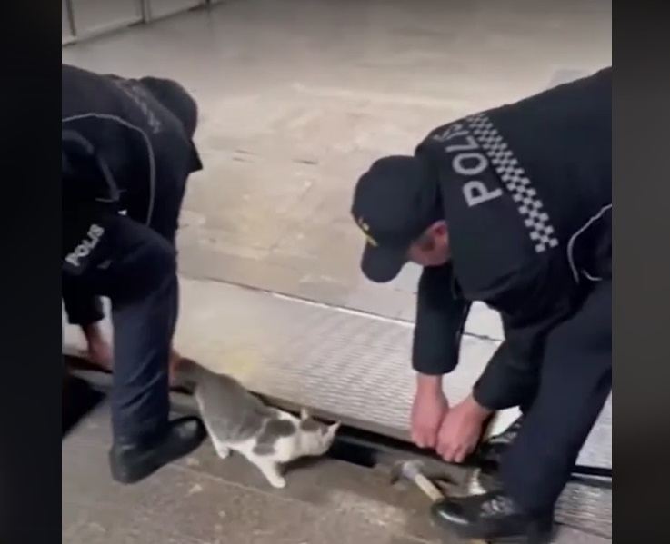 Polislər pişiyi xilas etdi - VİDEO