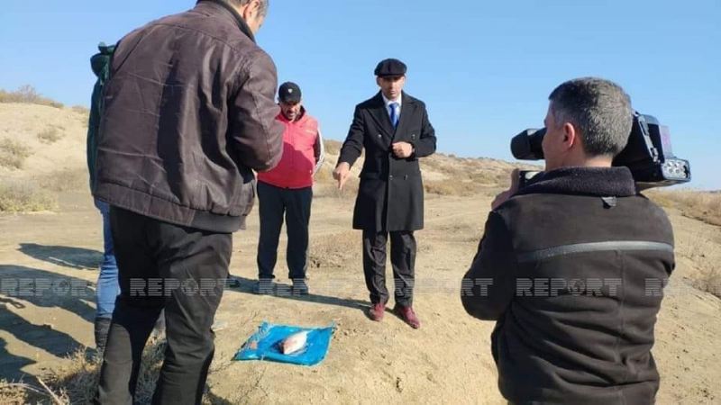 1 balıq, yoxsa 10 milyon vergi borcu - Hansı daha böyük suçdur?