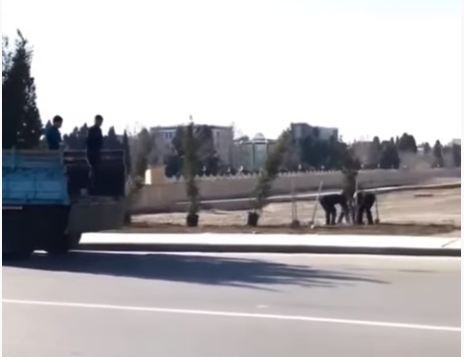 Prezident gedən kimi icra başçısı ağacları kökündən çıxartdı VİDEO