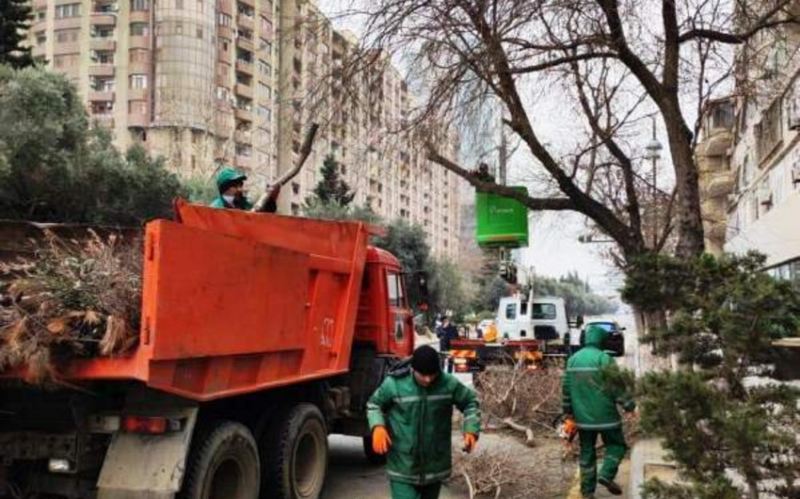Qarşıdan gələn yaz mövsümü ilə bağlı Bakıda ağaclar əkilir 