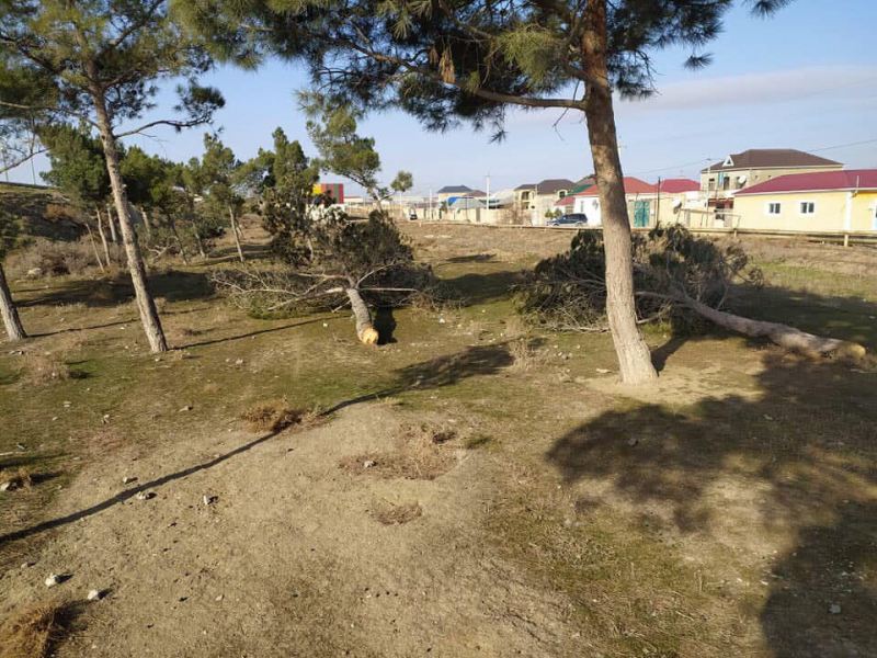 Bakı-Şamaxı yolunda ağacların soyqırımı: FOTOFAKT
