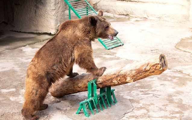 Balaca qızı Bakıdan aparılan ayının qəfəsinə atdılar 