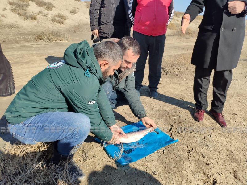 Salyanda brakonyerlərə qarşı reyd keçirilib, qanunsuz balıq ovunun qarşısı alınıb 
