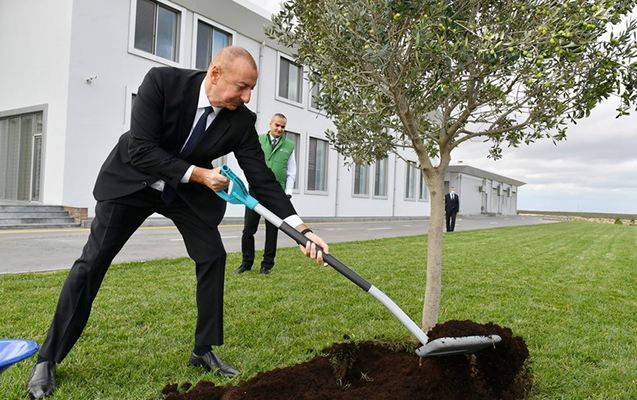 İlham Əliyev Zirədə zeytun ağacı əkdi 