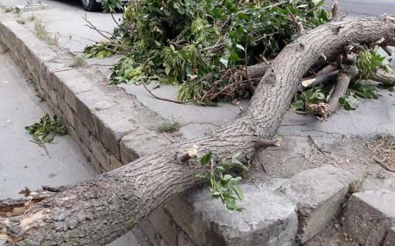 Xaçmaz sakini üzərinə ağac aşıb 