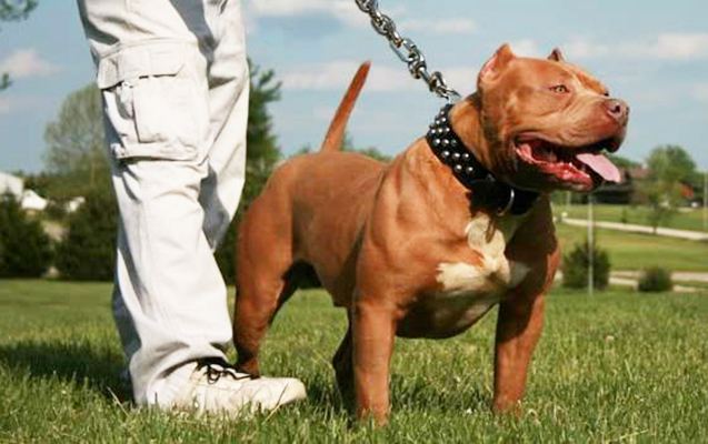 Azərbaycanda polisin üzərinə “pitbull” qısqırdan şəxslər həbs edildi 
