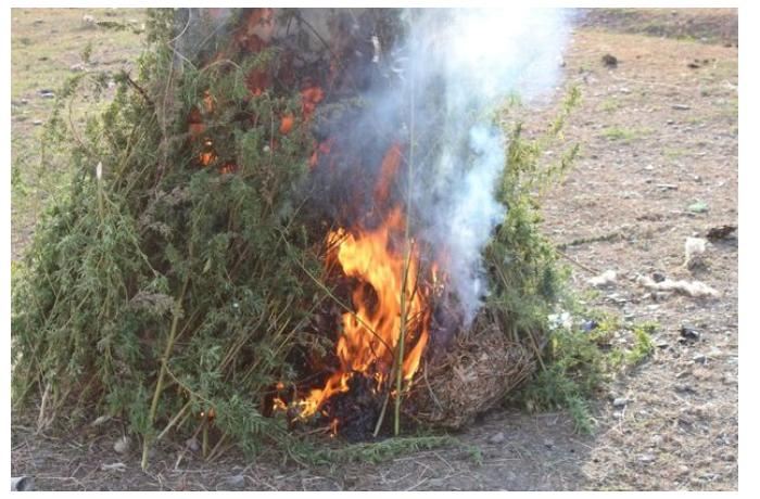 Oğuzda tonlarla narkotik tərkibli bitki məhv edilib — FOTO/VİDEO