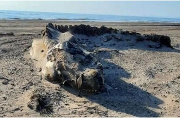 Dəniz sahilində tapılan əjdaha görünüşlü naməlum varlıq təəccübləndirdi — FOTOLAR