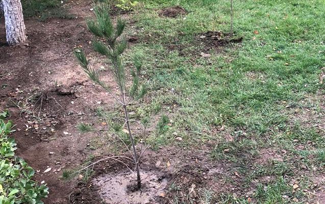 Sumqayıtda parkdakı ağacları bu idarə kəsibmiş - Foto