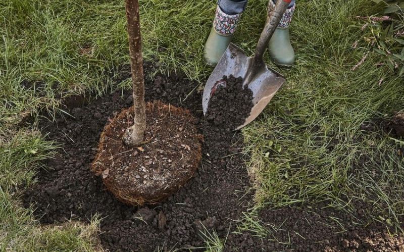 ETSN: \"Bu gün meşə fondu torpaqlarında 14 mindən çox ağac əkilib\" 