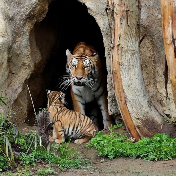 Bakı Zooparkında pələng balaları doğuldu: Adlarını siz qoyun - FOTO/VİDEO