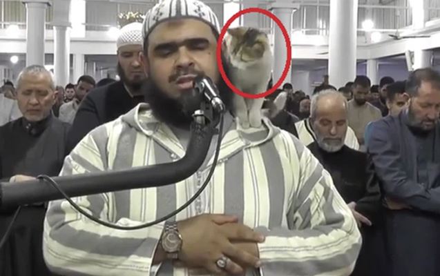 Pişik məsciddə namaz qılan imama belə mane oldu - Video