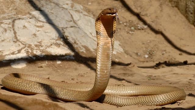 Kobra ilanına görə təyyarə təcili eniş edib 