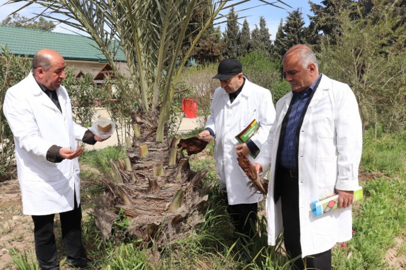 Azərbaycanda təhlükəli böcək aşkar edilib - FOTO