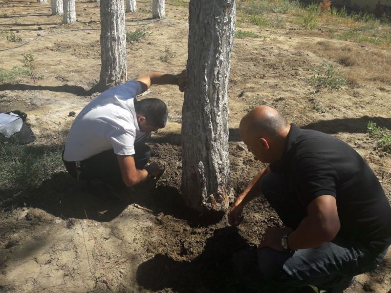 Bir neçə rayonda qanunsuz ağac kəsimi faktı... 