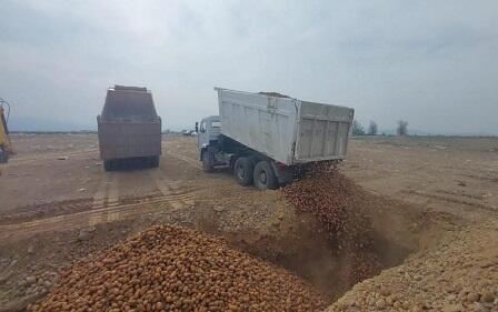Belarusdan gətirilən 41 ton kartof yararsız çıxdı 