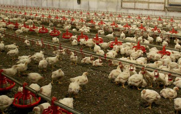 Bu ölkələrdə quş qripi aşkarlandı 