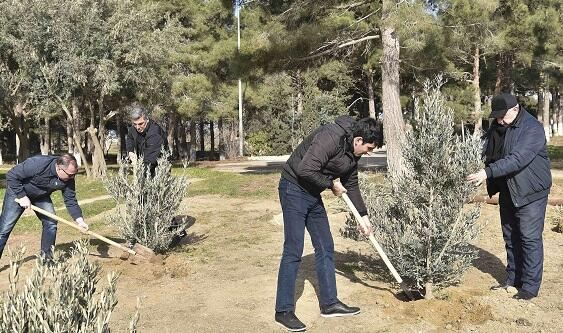 Heydər Əliyevin yubileyi: ağacəkmə aksiyası keçirildi 