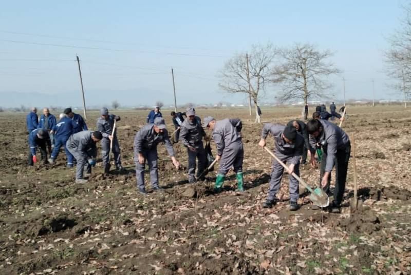 Od çərşənbəsində 34 000 ağac əkilib - FOTOLAR 