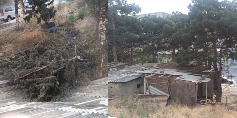 Günəşlidə ağaclar məhv edilir, yaşıllıqlar kafe və restoranlara satılır - VİDEOFAKT