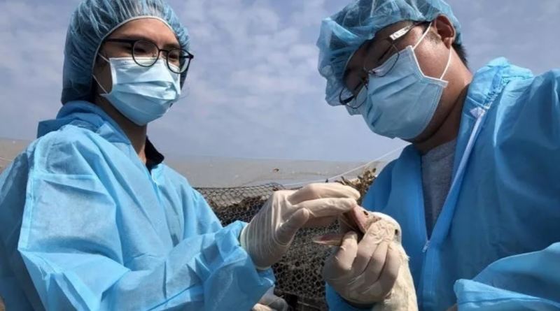 Quş qripi xəbərdarlığı: 36 766 toyuq məhv edilib 