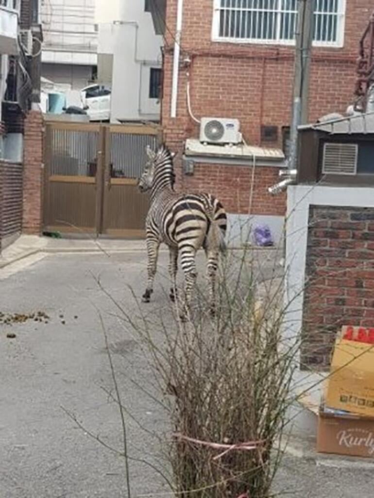 Zooparkdan qaçan zebra şəhərə enib 
