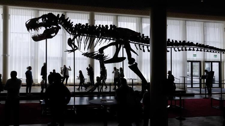 İsveçrədə nəhəng dinozavr skeleti hərraca çıxarılacaq 