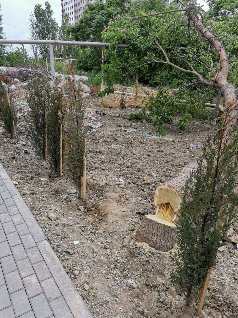 Xətai rayonunda 20 illik ağacları məhv etdilər: \"Muxtar Babayev istefa verməlidir\" - FOTOLAR