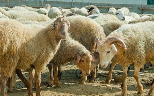 Quduzluğa yoluxmuş qoyunları kəsib ailəsinə qonaqlıq verdi - Azərbaycanda DƏHŞƏT