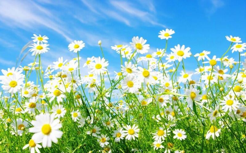 Temperatur 25 dərəcəyə yüksələcək 