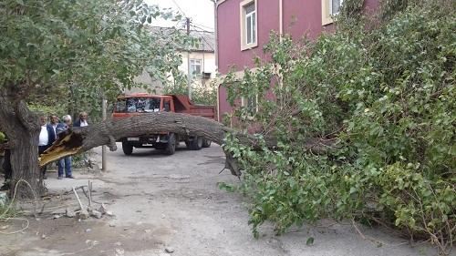 Güclü külək nəticəsində Bakıda 13 ağac sındı 