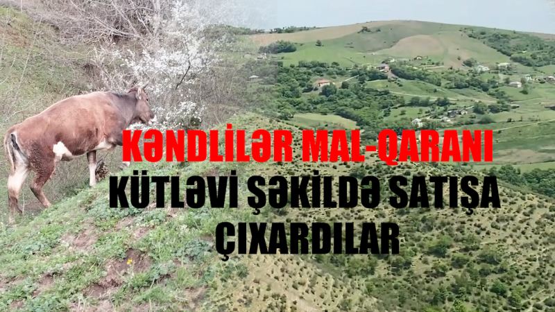 Lerik və Yardımlıda acınacaqlı vəziyyət:  Kəndlilər mal-qaranı kütləvi şəkildə satışa çıxartdılar- FOTOLAR + VİDEO