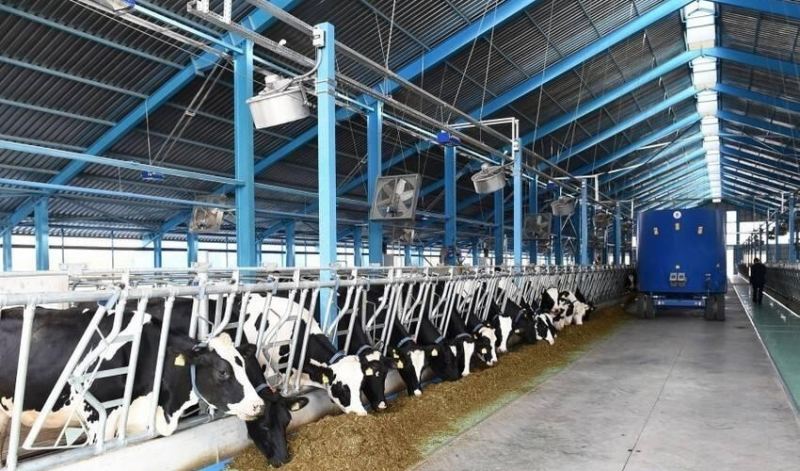 Mal-qara üçün 3,1 milyon manatlıq peyvənd alınacaq 