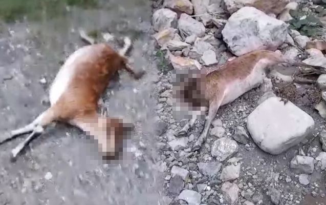 Kəlbəcərdəki bu videonu nazirliklər araşdırır 