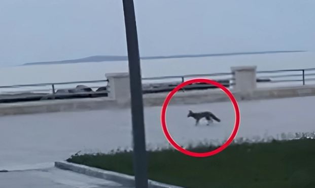 Bakı sakinləri qorxu içində: Tükürpərdici görüntülər YAYILDI 