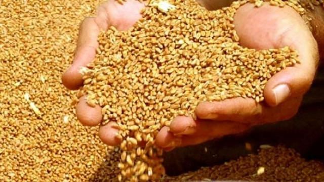 Azərbaycanda buğda ucuzlaşdı 